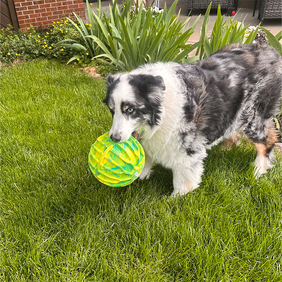 Brinquedo Mordedor Kong FlexBall Sport Ball para Cães - Tam. XG