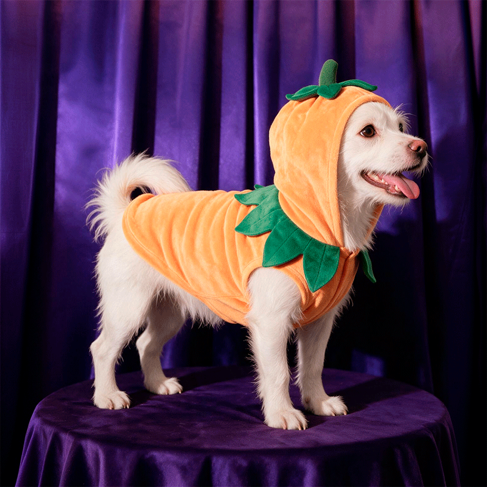 Fantasia Meau Halloween Abóbora - Tam. GG