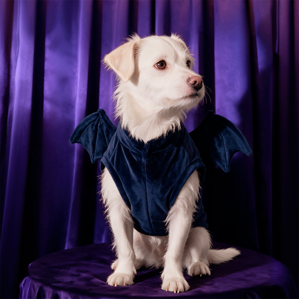 Fantasia Meau Halloween Morcego - Tam. GG