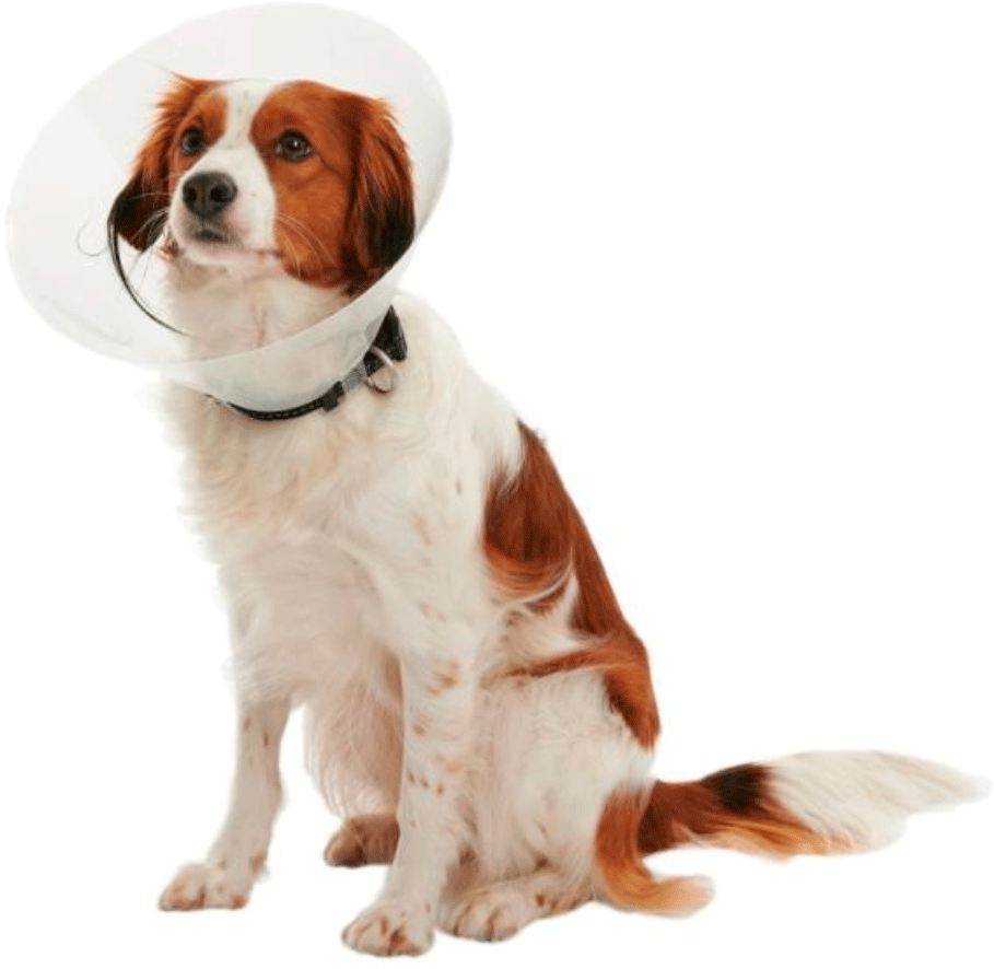 Colar Elizabetano Kruuse Buster Clic - 7,5 cm