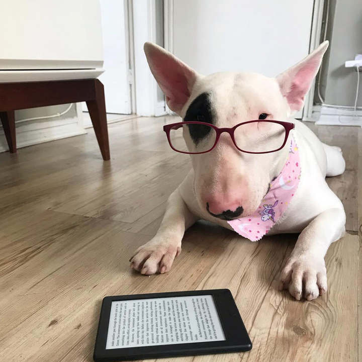 Fotos de Bull Terrier