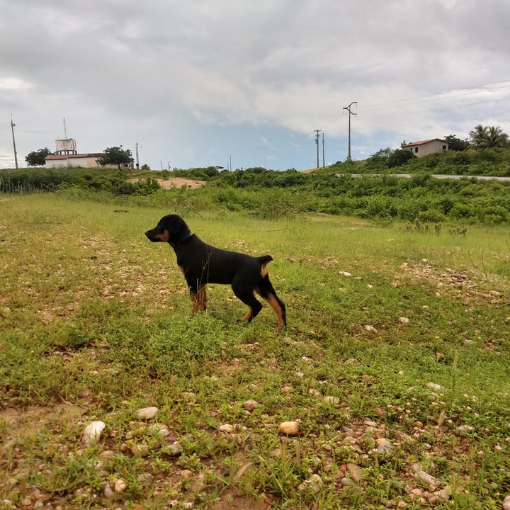Fotos de Rottweiler