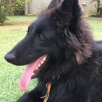 Pastor Belga Groenendael: saiba tudo sobre esse Pastor Belga - Blog AZ  Petshop - Dicas para cuidar do seu pet!