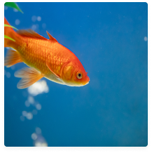 Imagem: peixe