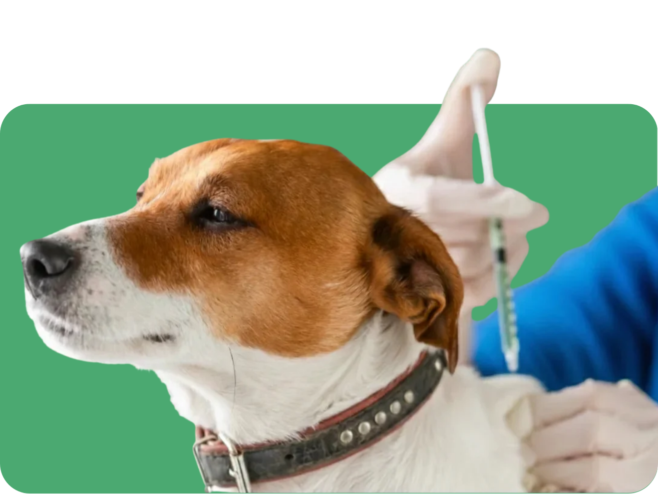 Veterinário aplicando vacina em cachorro